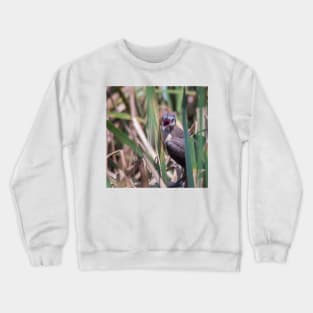 Young Great Tailed Grackle Calling for Food Crewneck Sweatshirt